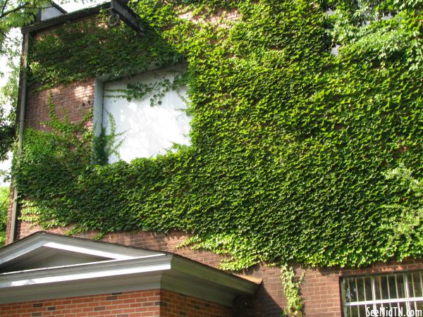 Jack Daniels Tour Ivy on the walls