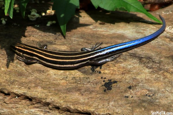 Five-Lined Skink juvenile