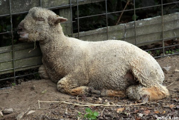 Honeysuckle Hill Sheep