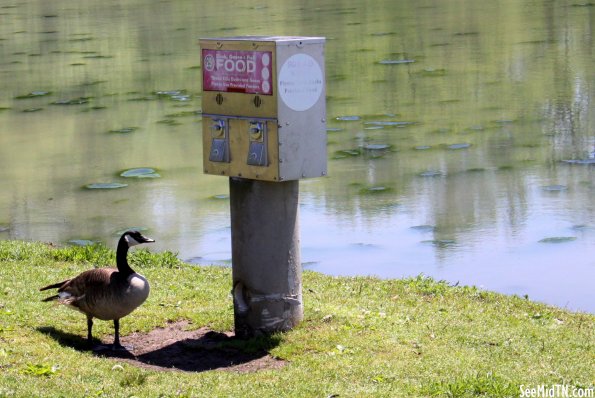 Goose waiting for food