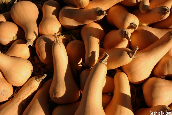 Walden's Farm: Butternut Squash