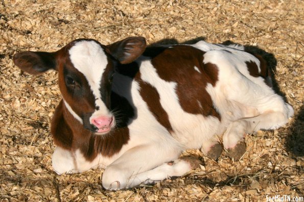 Walden's Farm: Calf