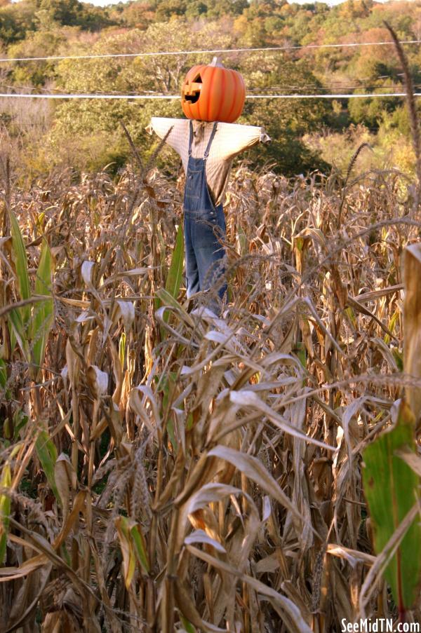 Walden's Farm: Corn Maze