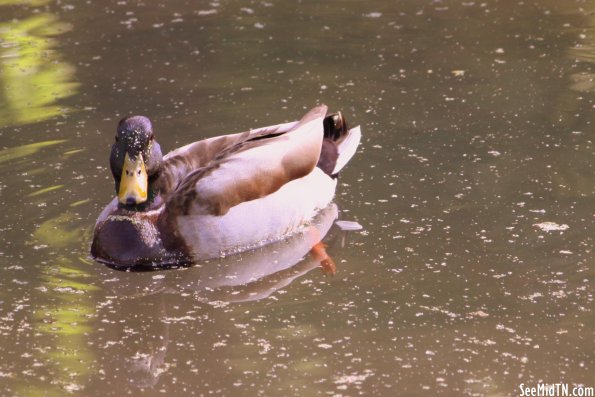 Murfree Springs: Mallard