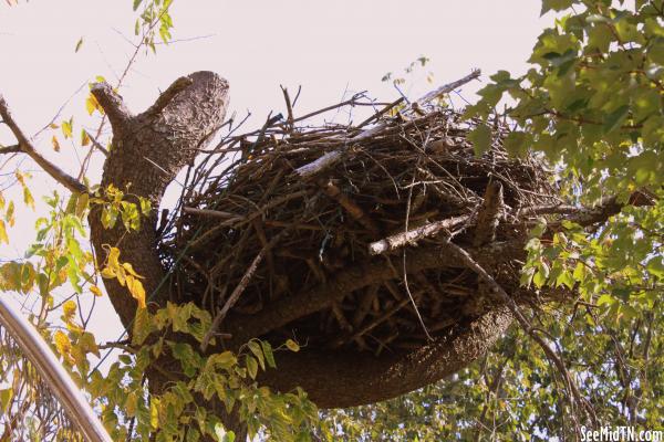 Raptor's Nest