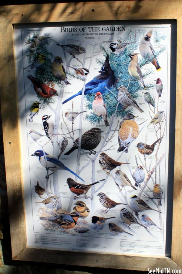 Poster: Birds of the Garden