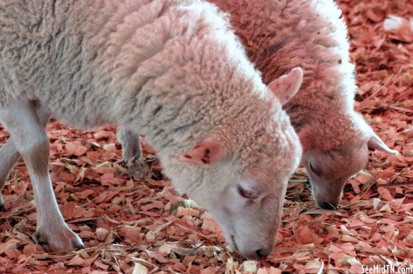 Petting Zoo: Sheep and her Lamb