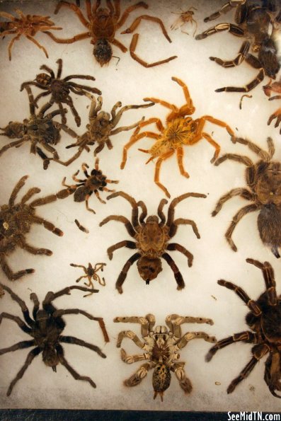 Agriculture: Tarantulas Display