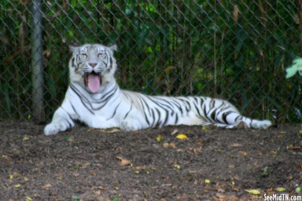 Bengal Tiger white