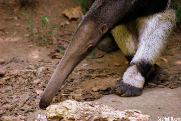 Anteater closeup
