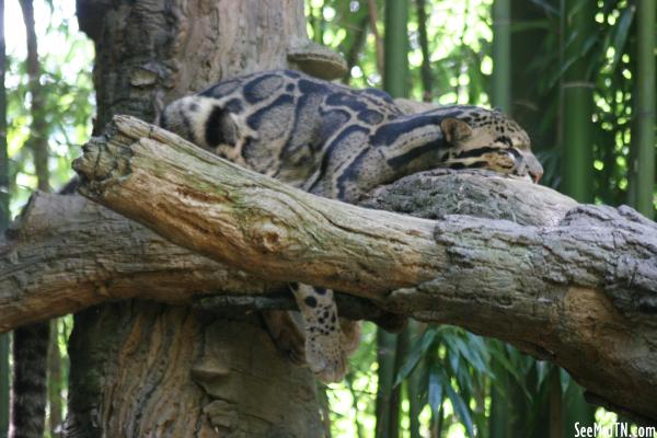 Clouded Leopard rests on branch