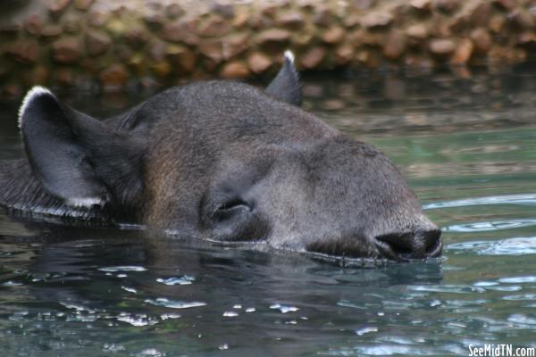 Tapir takes a swim