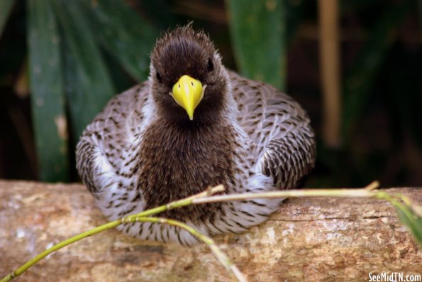 Unknown Bird 