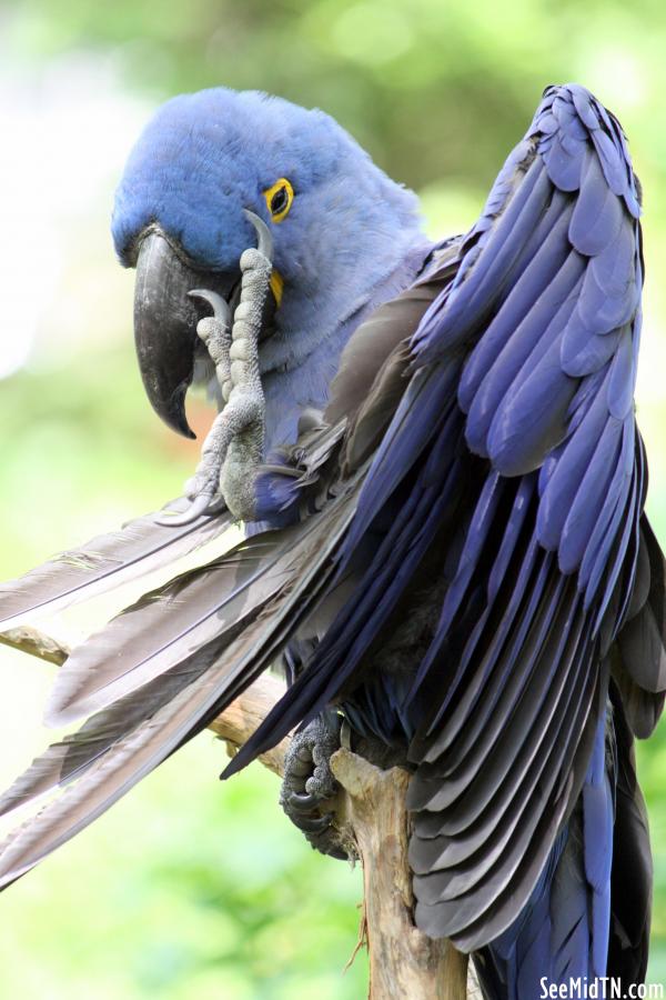 Blue Hyacinth Macaw biting at its foot