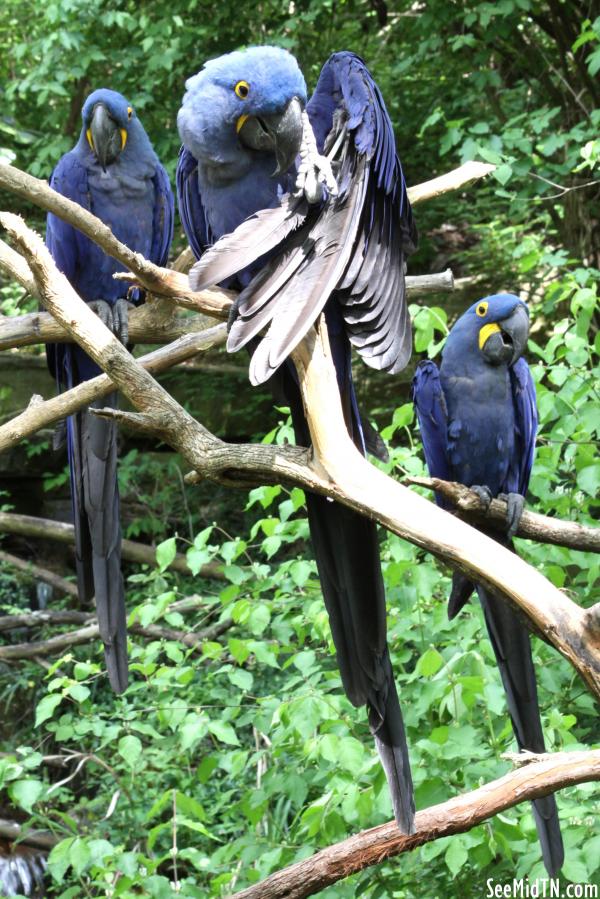Blue Hyacinth Macaw, three perched