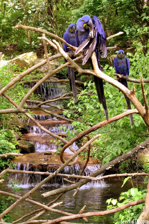 Blue Hyacinth Macaws perched at waterfall