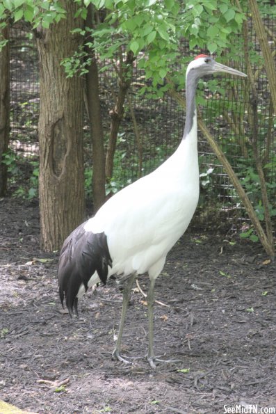 Red-Crowned Crane