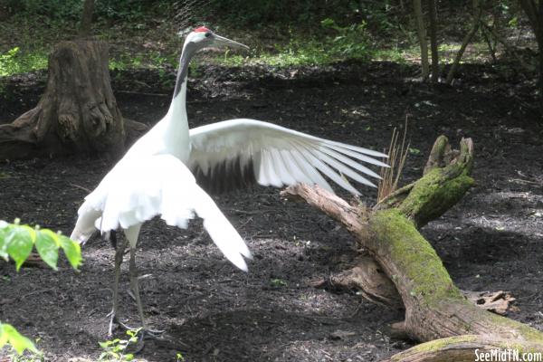 Red-Crowned Crane spreads its wings