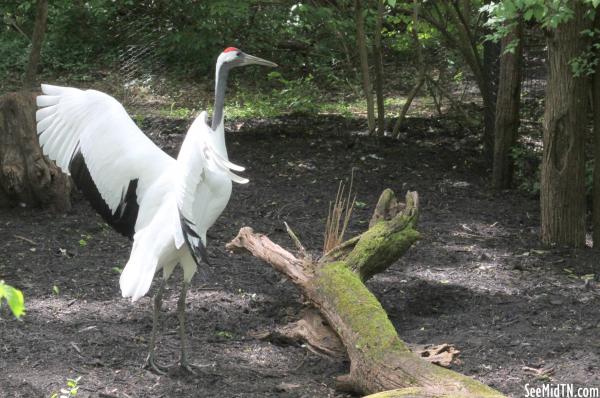 Red-Crowned Crane flaps its wings