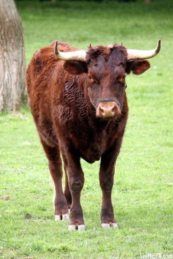 Angus Cow at Grassmere Farm