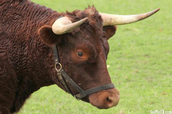Angus Cow at Grassmere Farm