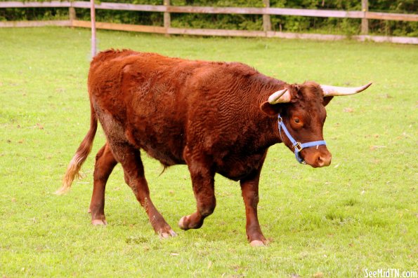 Angus Cow at Grassmere Farm