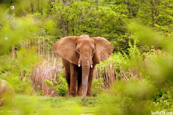 African Elephant seen through the clearing