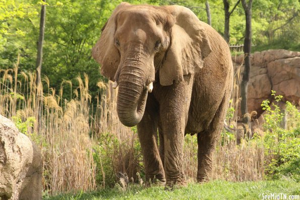 African Elephant 