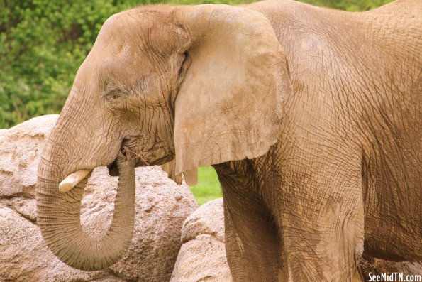 African Elephant trunk up to the mouth