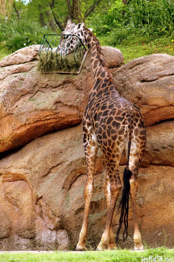 Giraffe Savanna - Congo, the male giraffe, eating