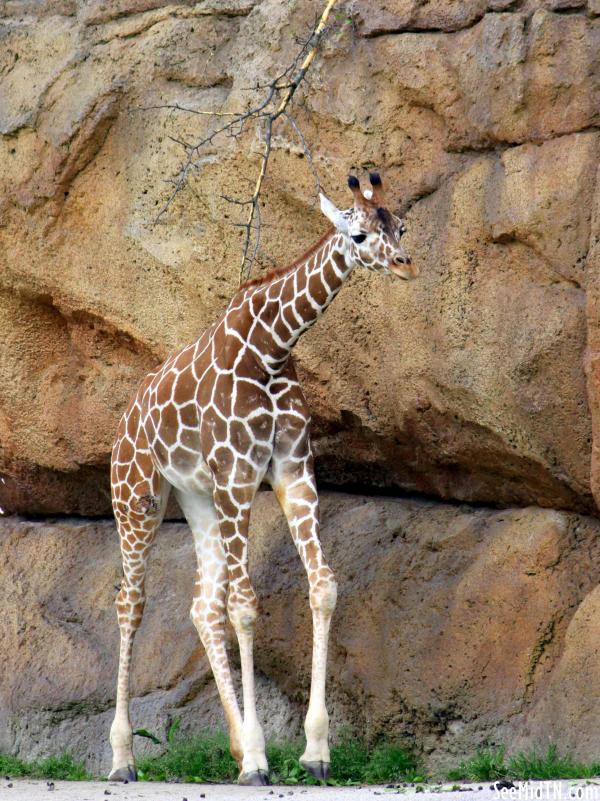 Giraffe Savanna - Sita the youngest