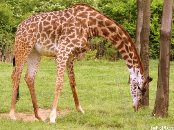 Giraffe Savanna - Margarita eats off the ground