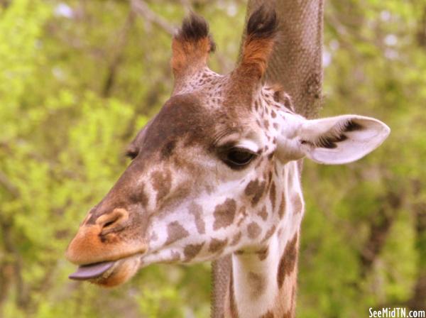 Giraffe Savanna - Margarita sticks out her tongue