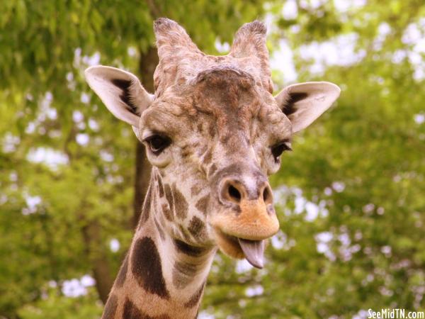 Giraffe Savanna - Congo sticks out his tongue