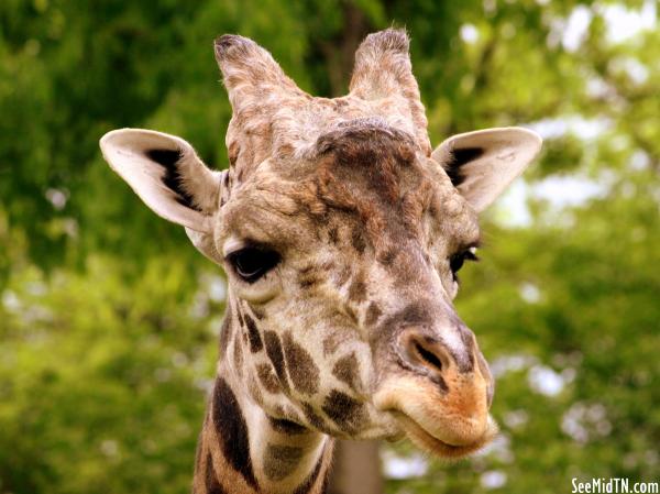 Giraffe Savanna - Congo, the male