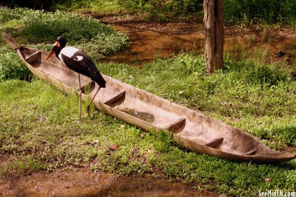 Saddlebill Stork habitat with wooden canoe