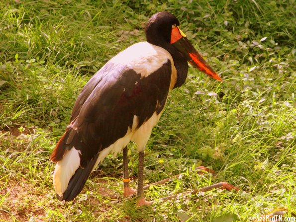 Saddlebill Stork lays down