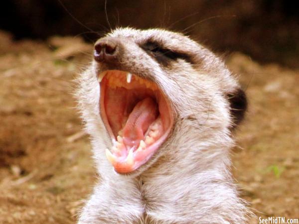 Meerkat looks tough (but is probably yawning)