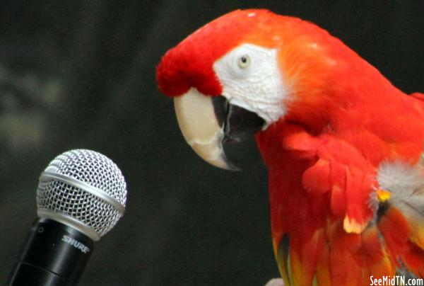 Macaw says "Hello"