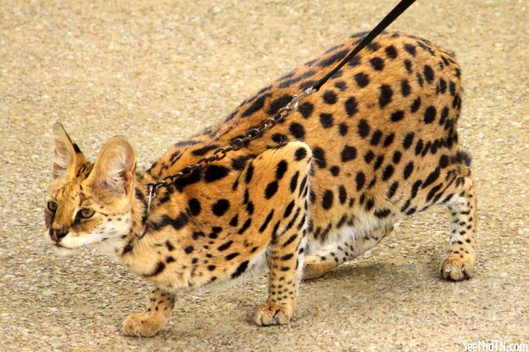 Serval named Bailey