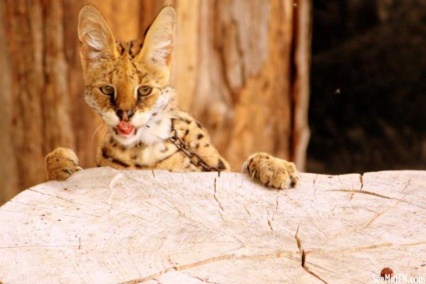 Serval named Bailey sees a morsel of food