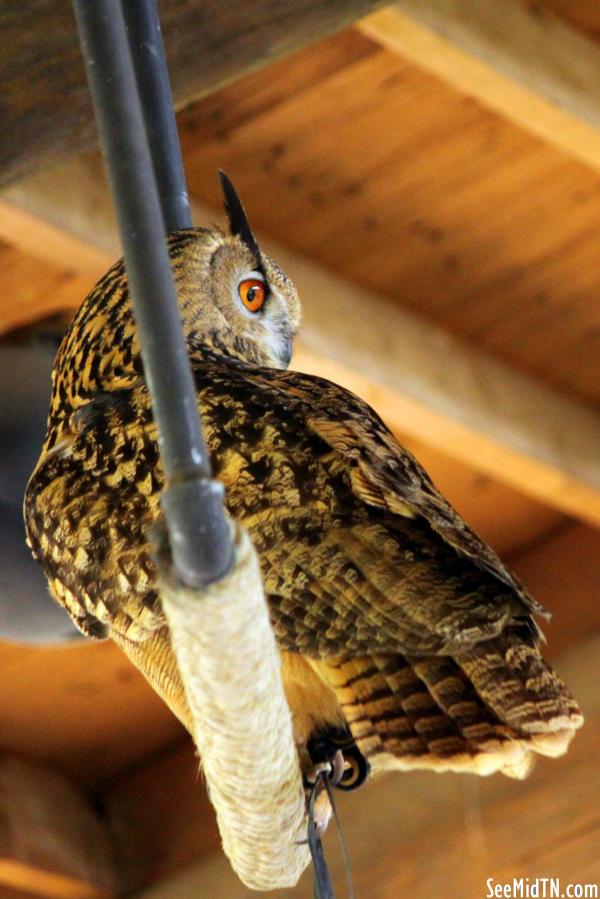 Great Horned Owl perched