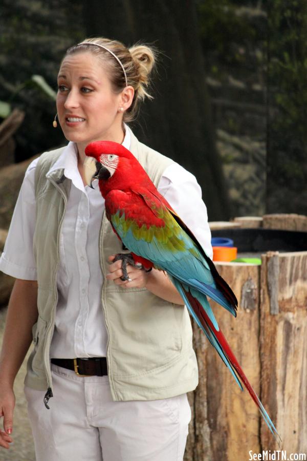 Macaw (I think)