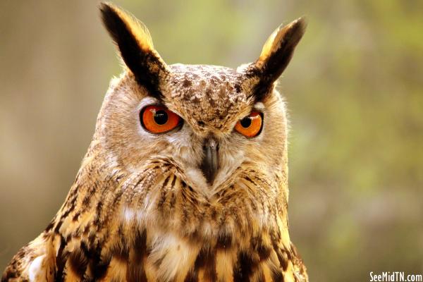 Great Horned Owl headshot