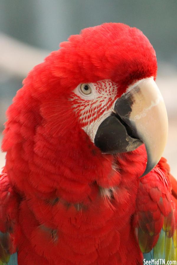 Macaw (I Think)