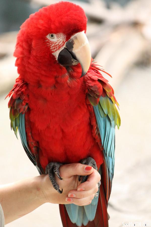 Macaw perched on a hand