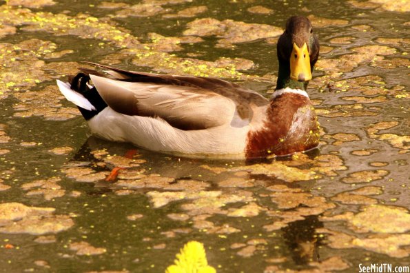 Mallard