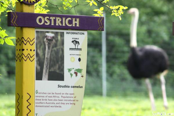 Ostrich habitat