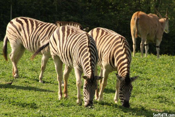 Zebras (and an Eland)
