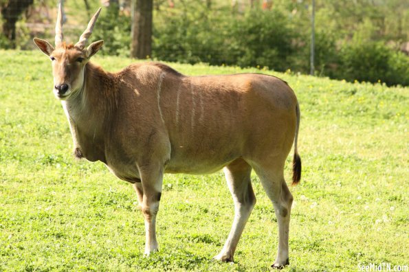 Eland looks at me